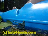 /home//u458753944/public_html/sourcegallery//Frogs/Bullfrogs 2016-08 Ontario/P8081408.JPG